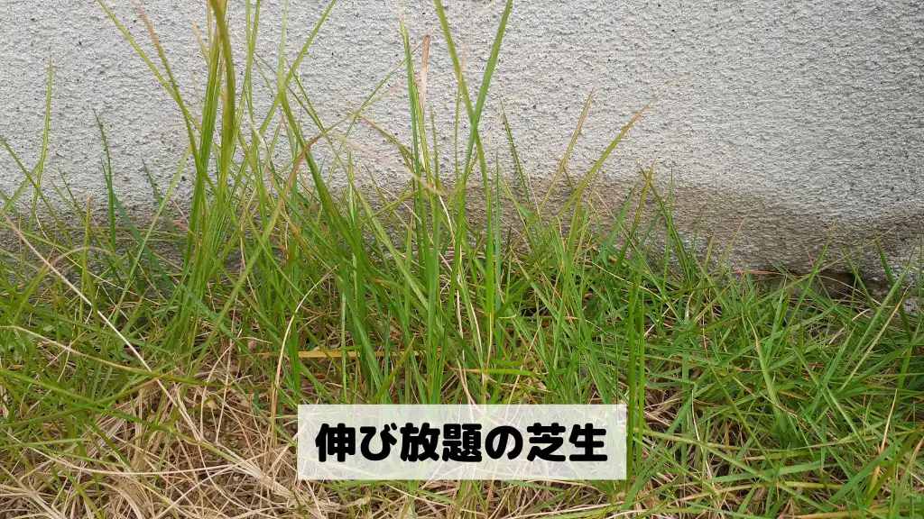 軸刈り-伸び放題の芝生